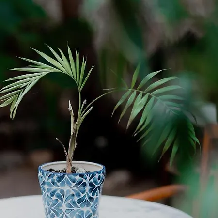 Rigas Нафплион